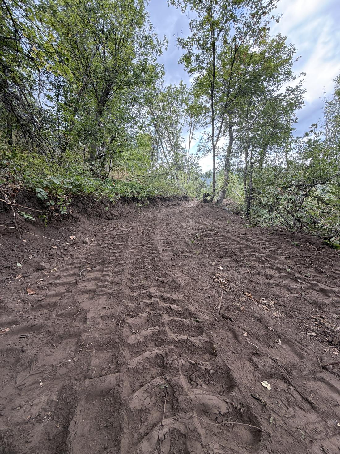 Access road cut and graded through dense trees